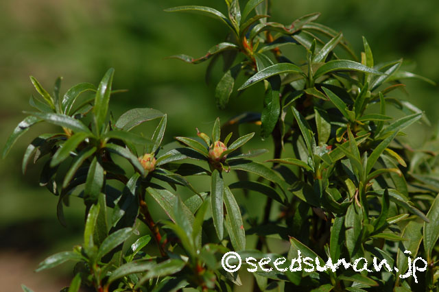 cistus_ladanifer_20140412