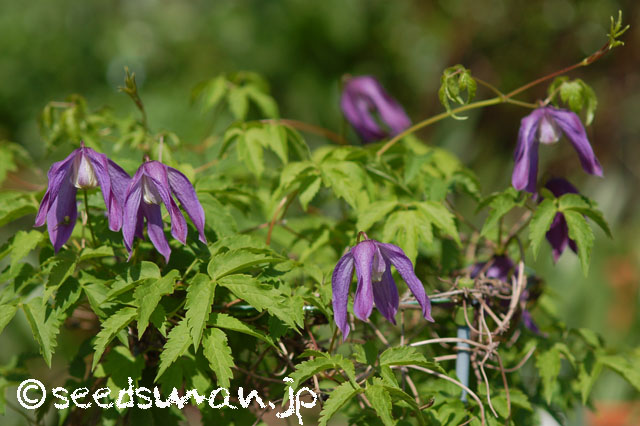 clematis_alpina_20140412_2