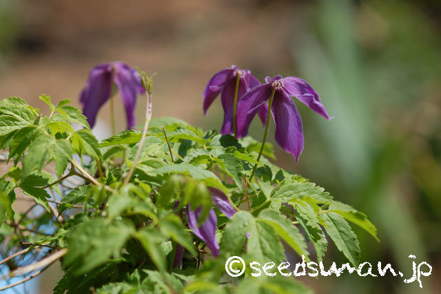 clematis_alpina_20140412_3