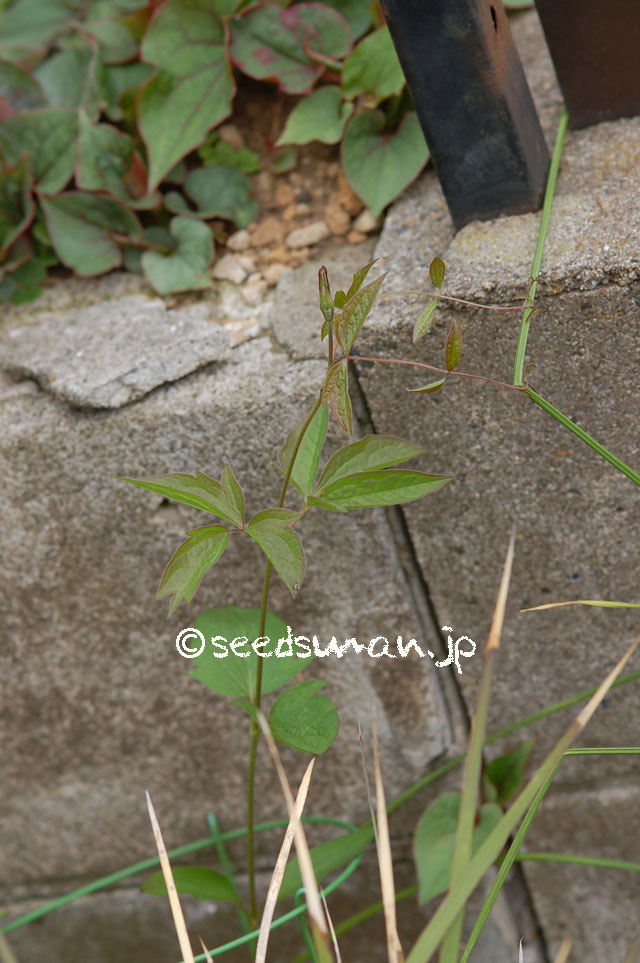 clematis_fusca_20140413