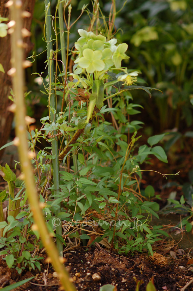 clematis_patens_Sansokai_20140405