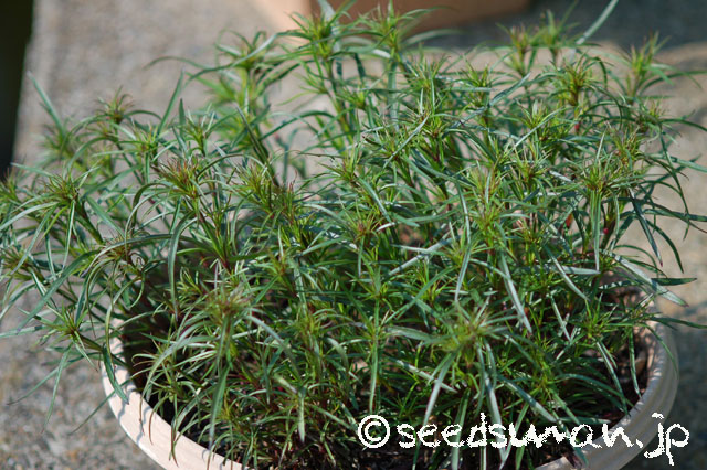 dianthus_Tateyama_20140423_1