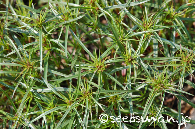 dianthus_Tateyama_20140423_2