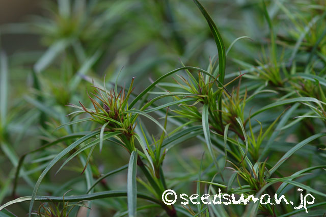 dianthus_Tateyama_20140423_3