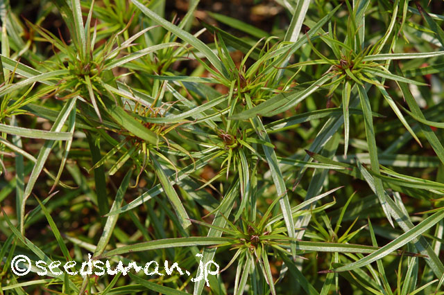 dianthus_Tateyama_20140426
