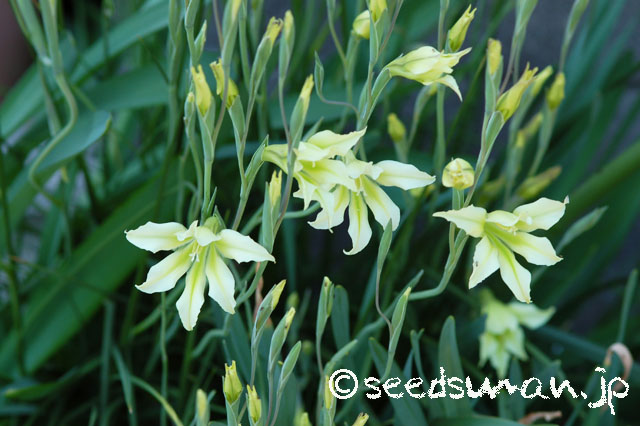 gladiolus_tristis_v_concolor_viridiflora_20140415