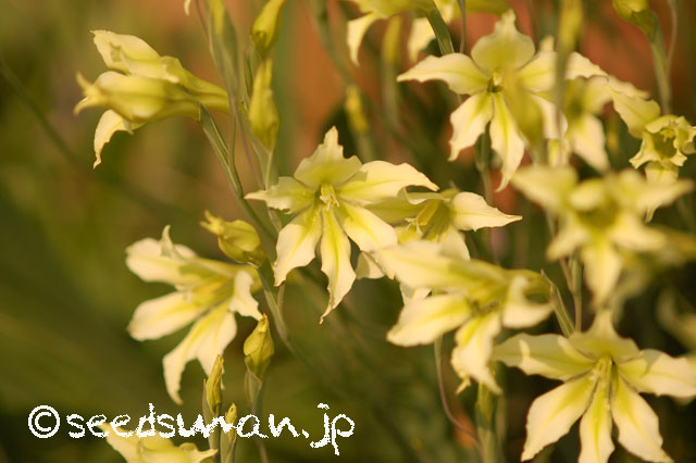 gladiolus_tristis_v_concolor_viridiflora_20140417_2