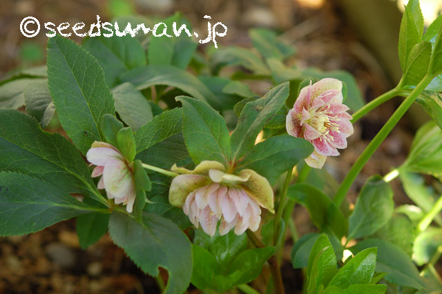 helleborus_WashfieldDoubles_20140331
