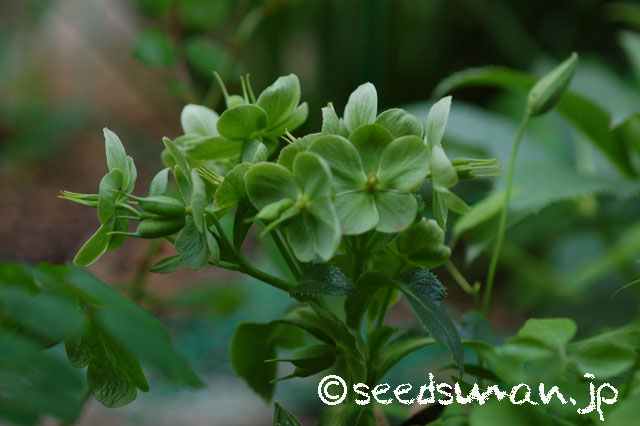 helleborus_lividus_subsp_corsicus_20140428