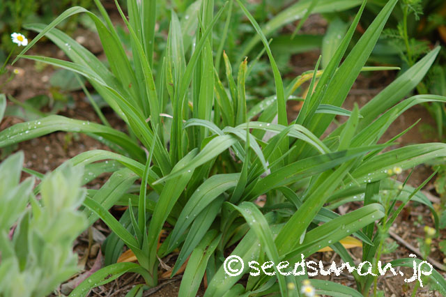 hemerocallis_ScintillationinPink_20140421