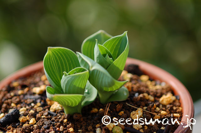 hosta_Misho-Sagae_20140417