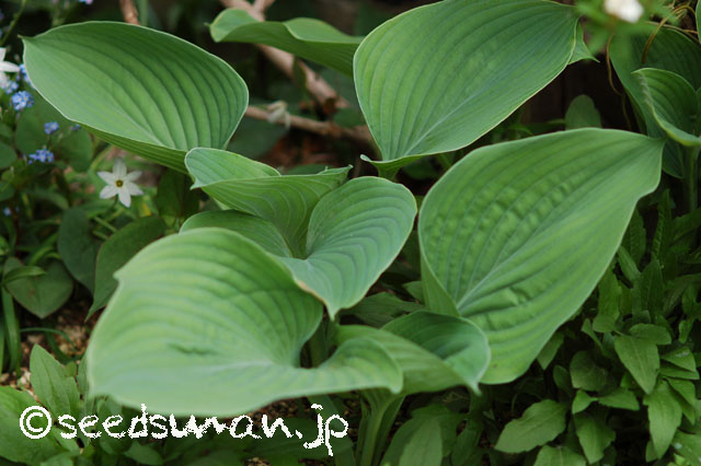 hosta_Sagae_misho_20140428