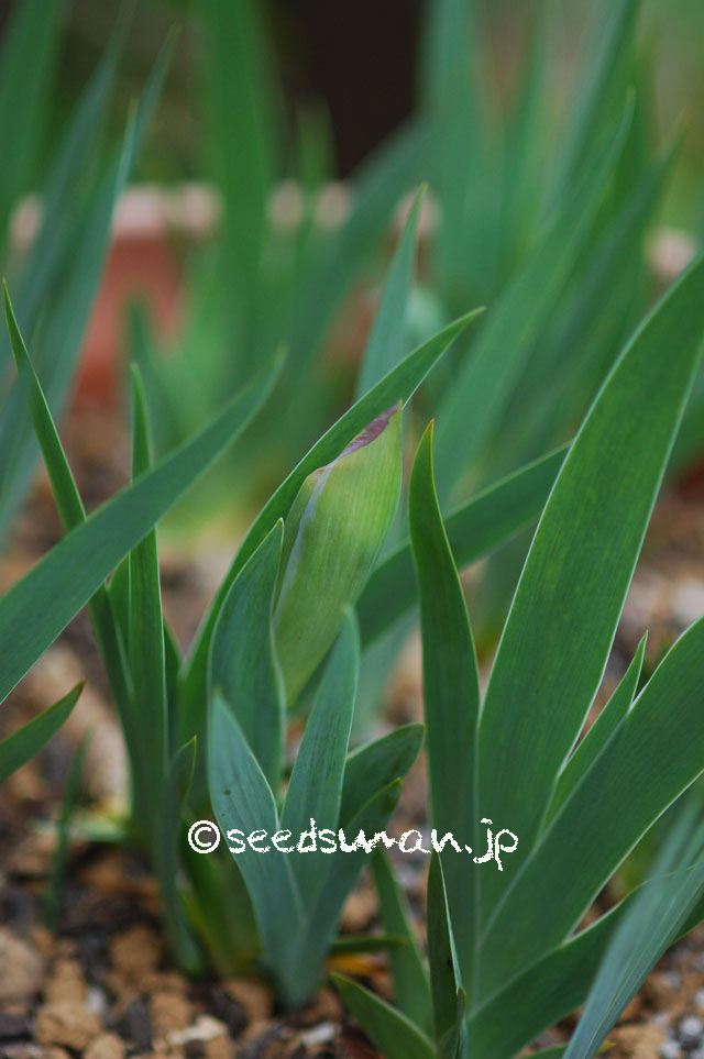 iris_hybrida_Dwarf_20140429