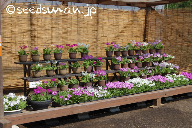 kurashino-shokubutsuen_20140424_1