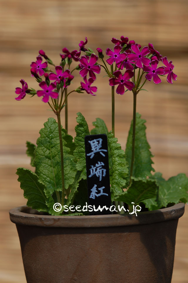 kurashino-shokubutsuen_20140424_2