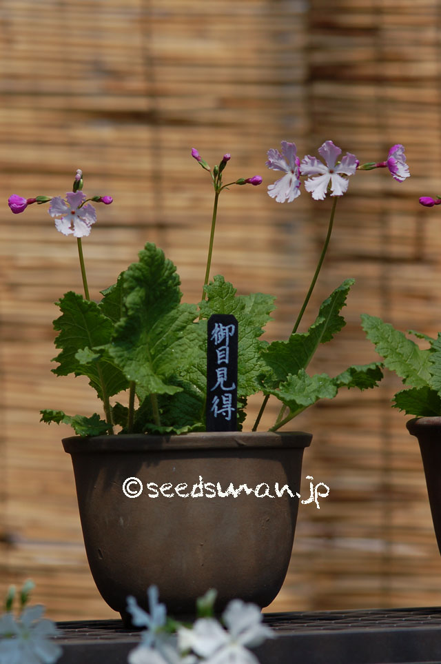kurashino-shokubutsuen_20140424_3