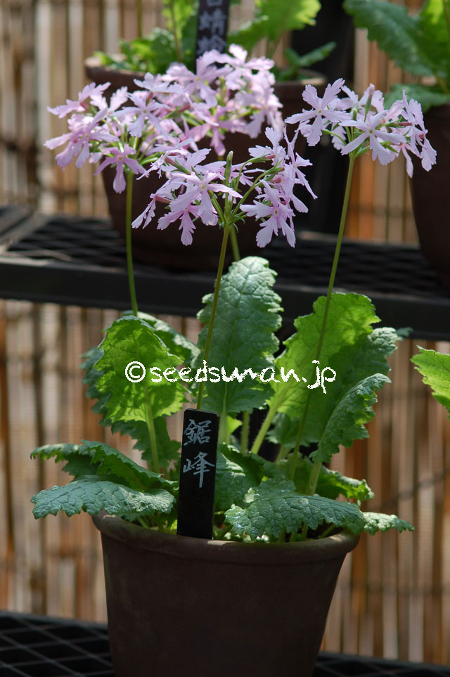 kurashino-shokubutsuen_20140424_5