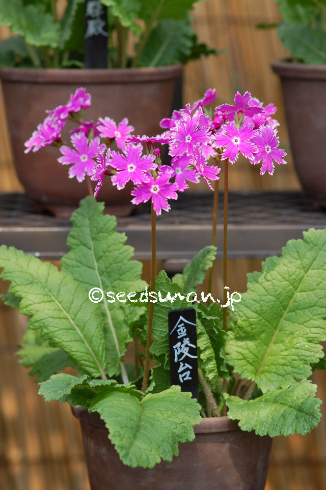 kurashino-shokubutsuen_20140424_6