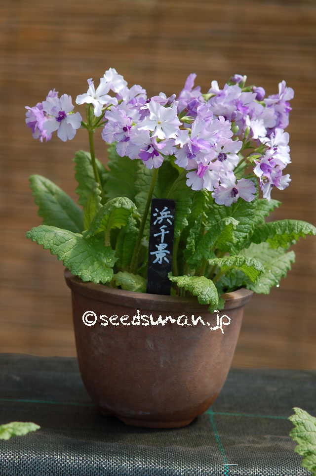 kurashino-shokubutsuen_20140424_7