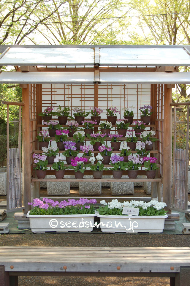 kurashino-shokubutsuen_20140424_8