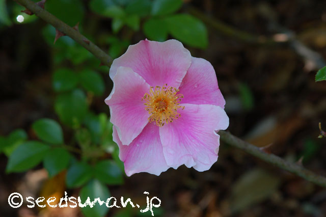 kurashino-shokubutsuen_20140424_rosa_leaviegata_Pink_1