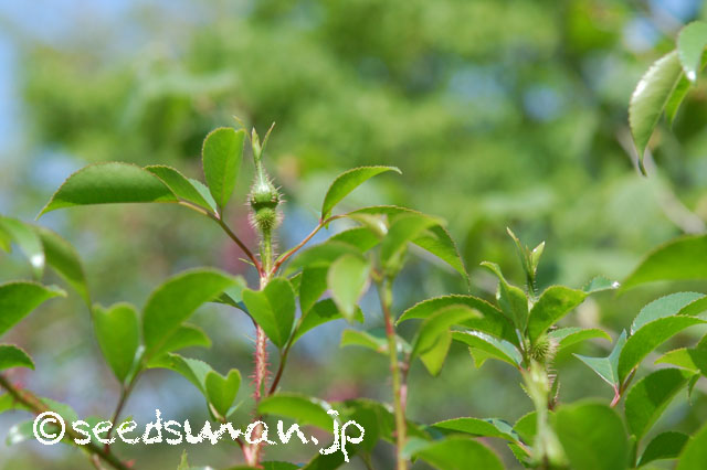 kurashino-shokubutsuen_20140424_rosa_leaviegata_Pink_2