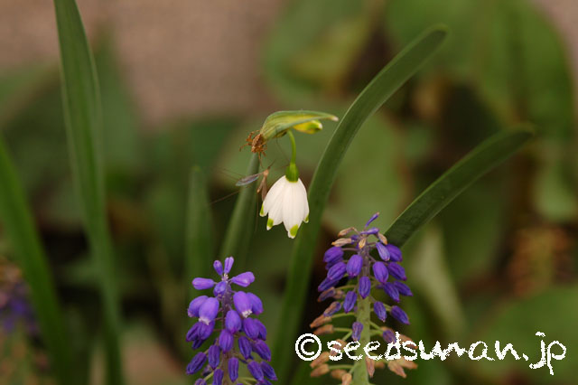 leucojum_aestivum_SnowFlake_20140416