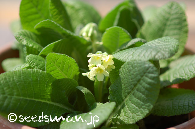 primula_elatior_20140410_2