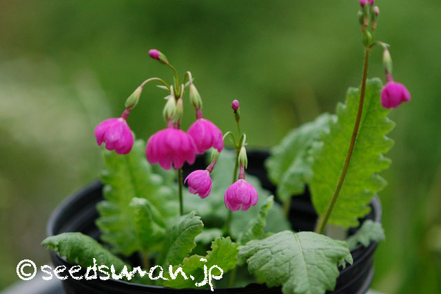 primula_sieboldii_Tamasango_20140422