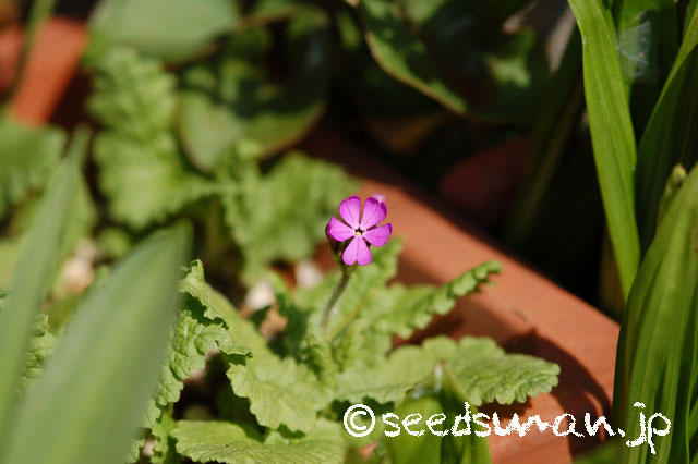 primula_sieboldii_Yatsugatake_20140413