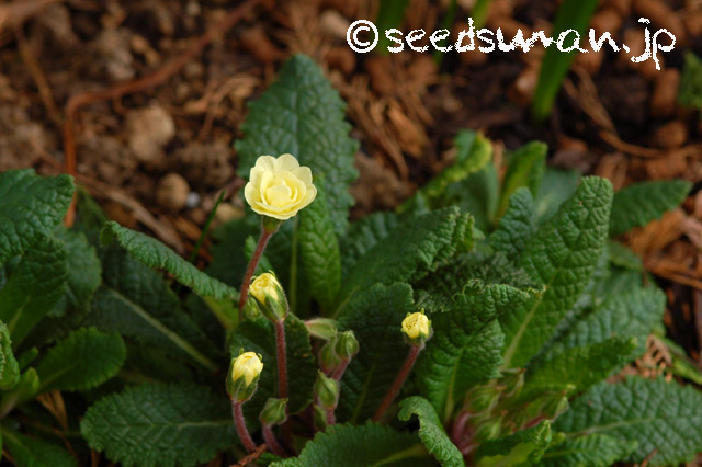 primula_x_polyantha_Double_20140330