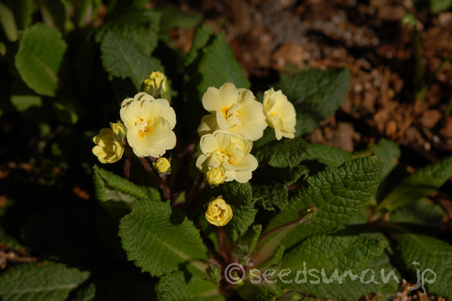 primula_x_polyantha_Double_20140405