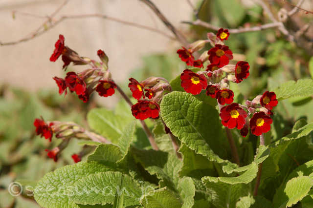 primula_x_polyantha_SpiceShade_20140405_1