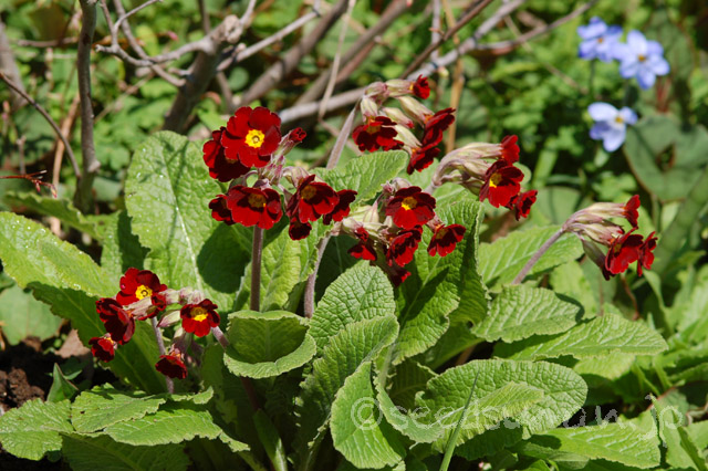 primula_x_polyantha_SpiceShade_20140405_2