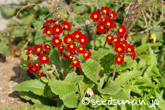primula_x_polyantha_SpiceShade_20140410