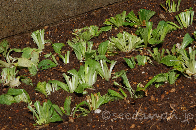 primula_x_polyantha_kuraRed_20140405_1