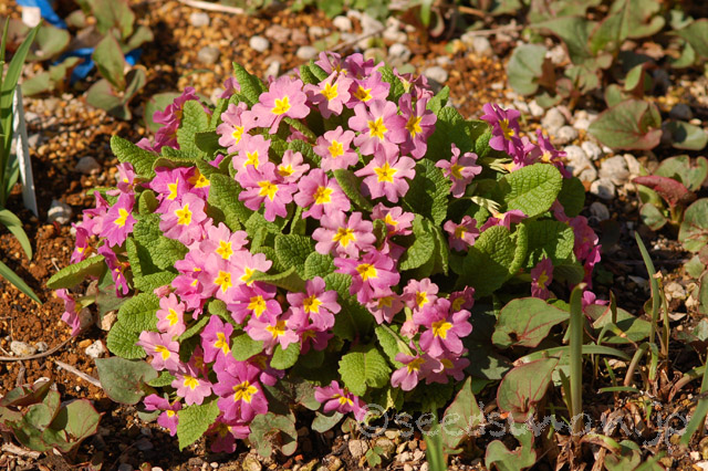 primula_x_polyantha_kuraRed_20140405_2