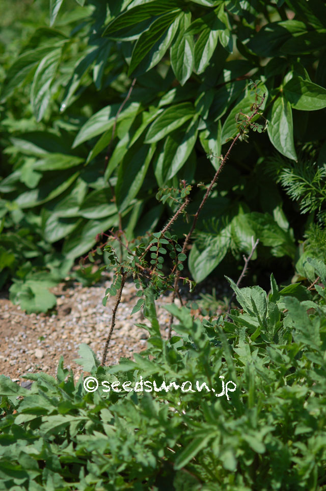 rosa_moyesii_20140427