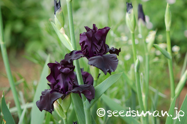 Iris_hyb_HelloDarkness_20140508_1