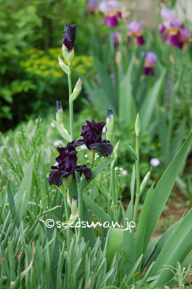 Iris_hyb_HelloDarkness_20140508_2