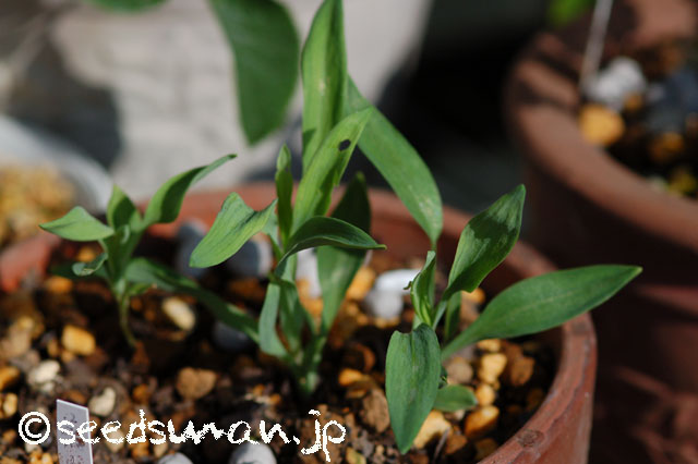 alstroemeria_aurea_20140502