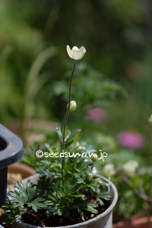 anemone_rupicola_20140504_1