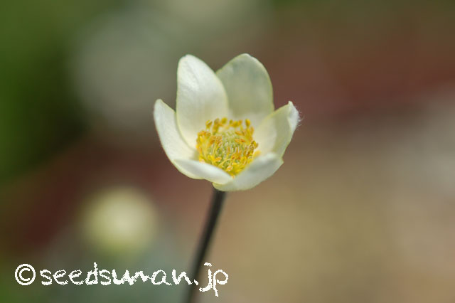 anemone_rupicola_20140504_2