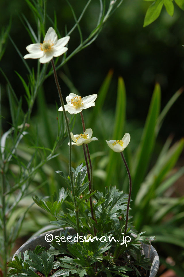 anemone_rupicola_20140508
