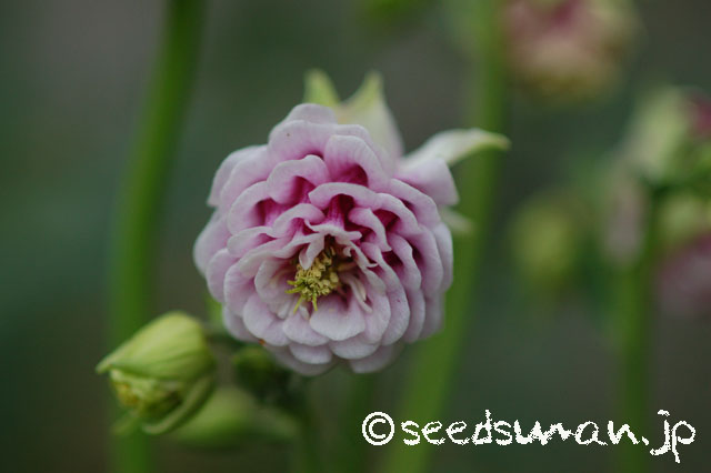 aquilegia_vulgaris_PinkDouble_20140508_2