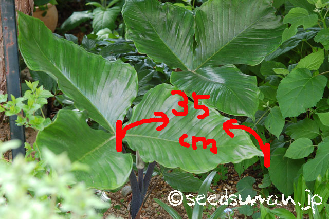 arisaema_ringens_20140508