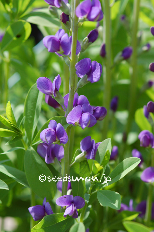 baptisia_australis_20140510