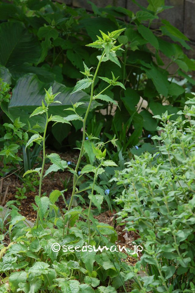 campanula_punctata_chinensis_20140508