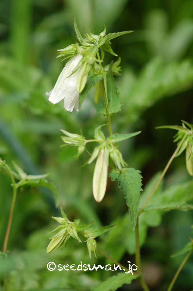 campanula_punctata_chinensis_20140514