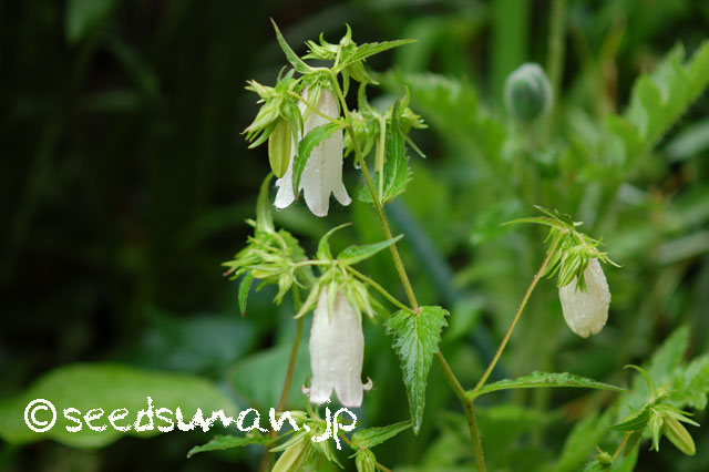campanula_punctata_chinensis_20140515